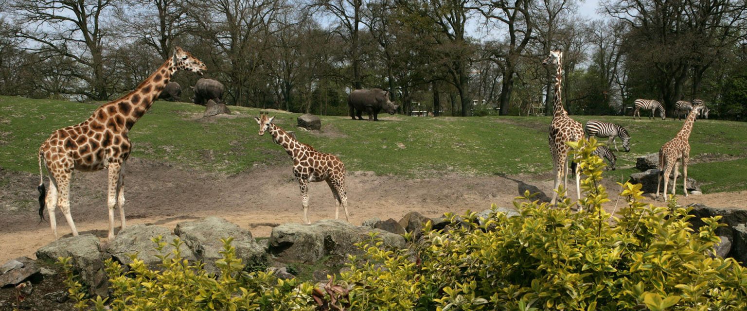 Safari PArk Pombia